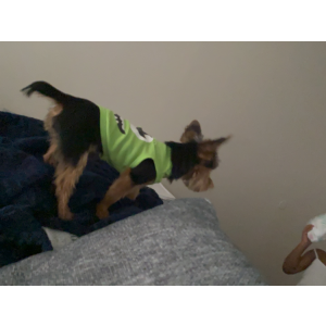 Lost Dog Mason