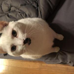 Lost Cat Chance