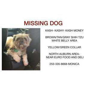 Lost Dog Kash, Kashy