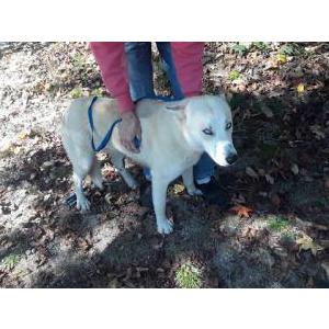 Lost Dog Comet ( Scooter)