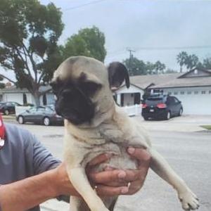 Found Dog unknown