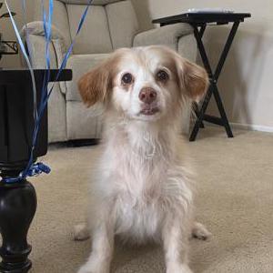 Lost Dog Sam