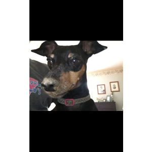 Lost Dog Charley
