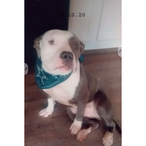 Lost Dog Bella