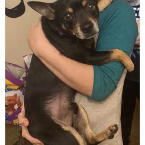 Lost Dog Norman