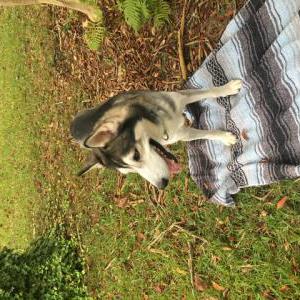 Found Dog Unknown