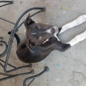 Lost Dog Lucy