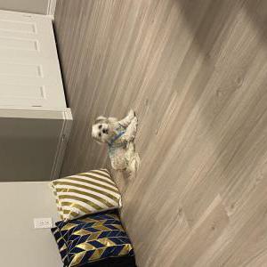 Lost Dog Sampson