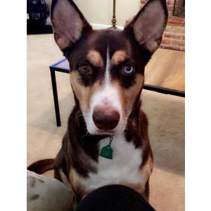 Lost Dog Karma