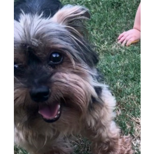 Lost Dog Ollie