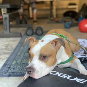 Lost Dog Rocky