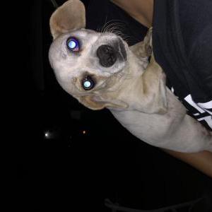 Found Dog Unknown