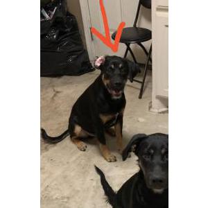 Lost Dog Loki