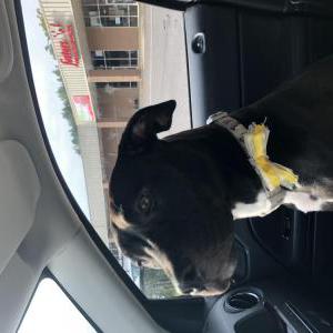 Lost Dog Harley