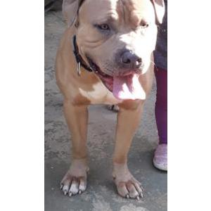Lost Dog TROY