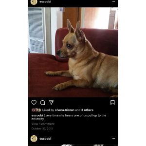 Lost Dog Anemone