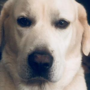 Lost Dog Roofus