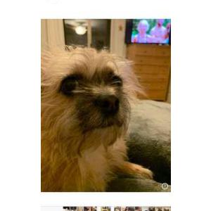 Lost Dog Piggy