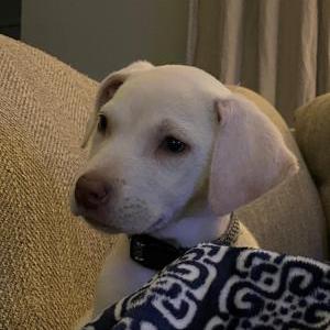 Lost Dog Charlotte