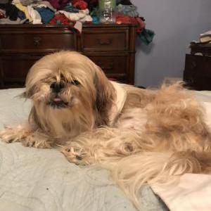 Found Dog unknown