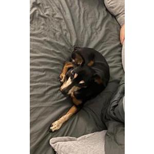 Lost Dog Nugget