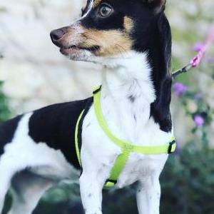 Lost Dog Abril Mencias