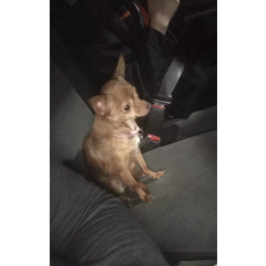 Lost Dog Milagros