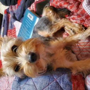 Lost Dog Inzo