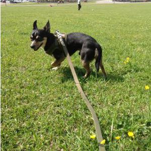 Lost Dog Sampson