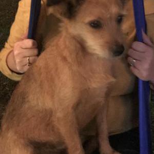 Lost Dog MAKO
