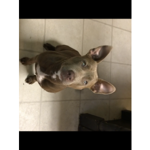 Lost Dog Nikita