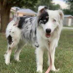 Lost Dog Luna Pearl