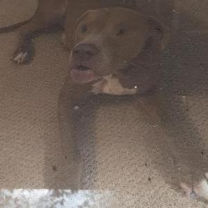 Found Dog Unknown