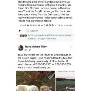 Lost Dog Dax