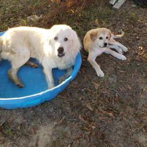 Lost Dog Dax