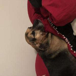 Lost Dog Lola