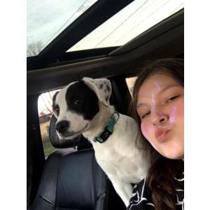 wny lost and found pets