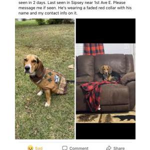 Lost Dog Bojack