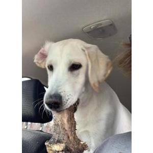 Lost Dog Rosco