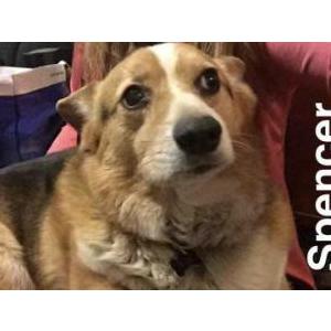 Lost Dog Spencer