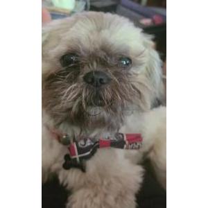 Lost Dog Hippi