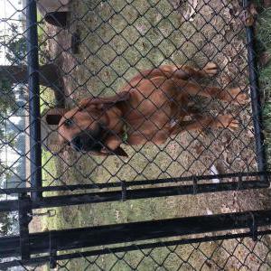 Lost Dog Red