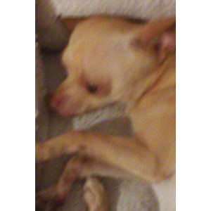 Lost Dog Ginger