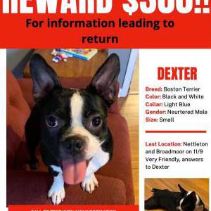 Lost Dog Dexter