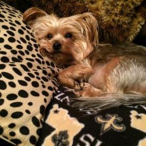 Lost Dog Cabo