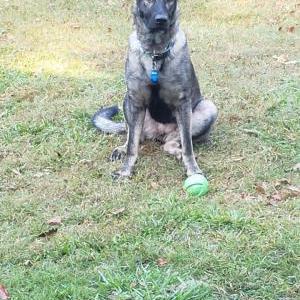 Lost Dog Harper