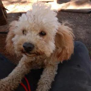Lost Dog Ginger