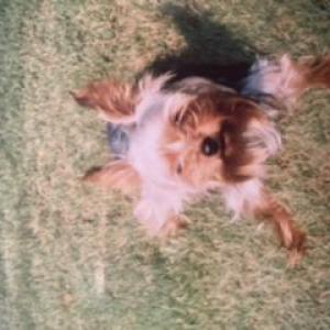 Lost Dog Mackey Lamar Dillard