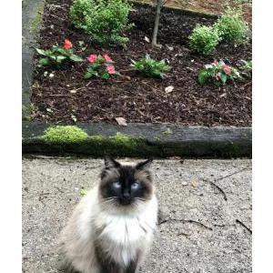 Lost Cat Clark