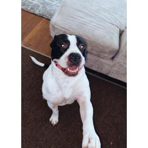 Lost Dog Metro